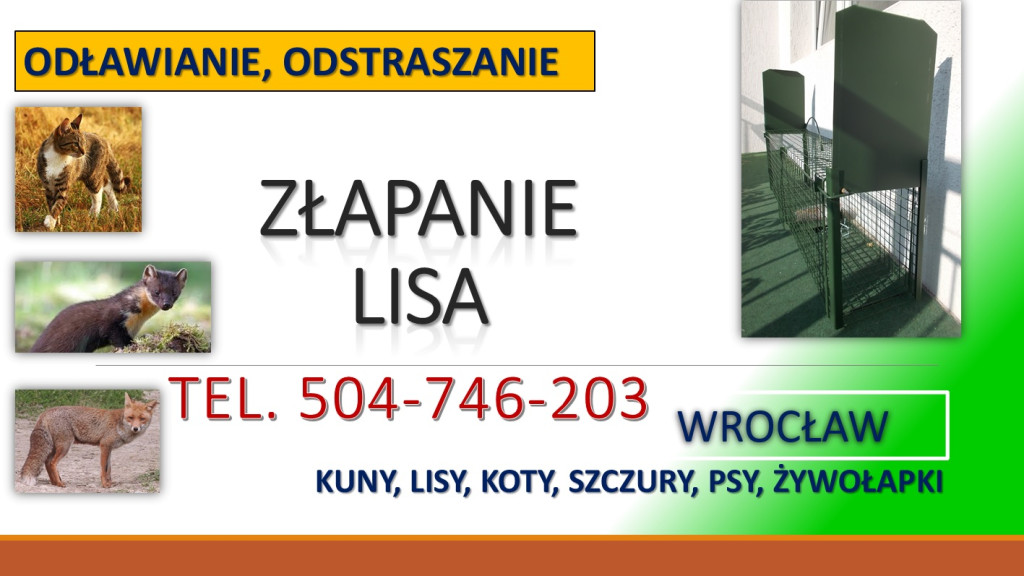 Pułapka na kuny, lisy, od...