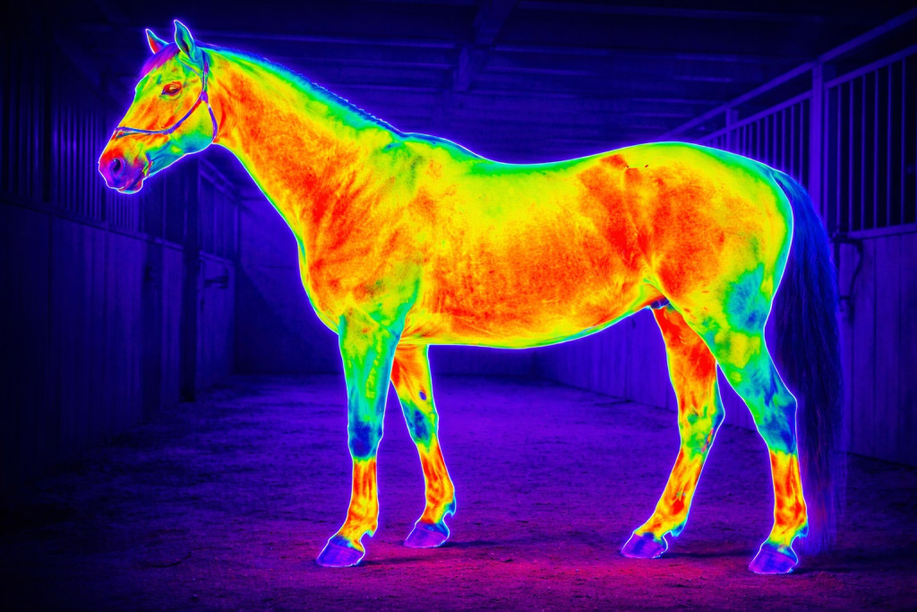 Badanie termowizyjne koni...