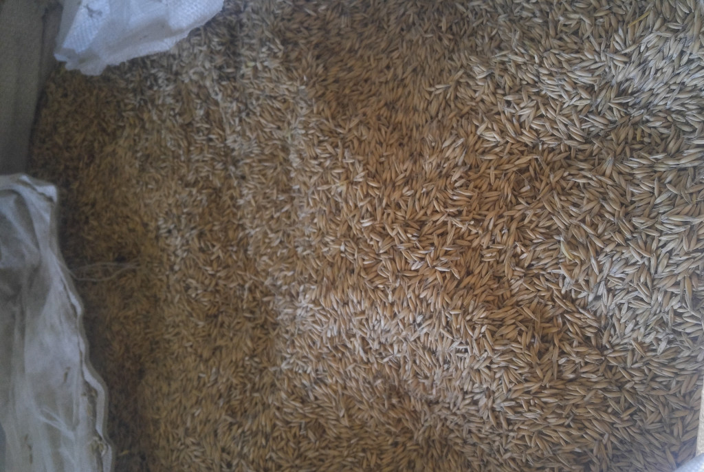 sprzedam owies ozimy po c...