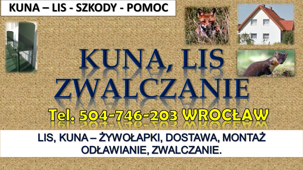 Odławianie lisów, cena, t...