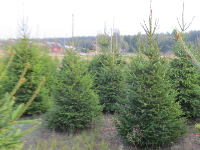 Choinki , świerk pospolit...