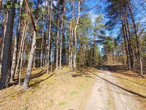 -Działki Leśne Skrybicze-