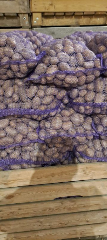 Ziemniakli Wielkości Sadz...