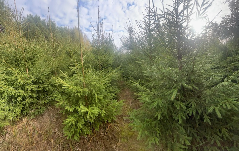 Sprzedam choinki, świerk...