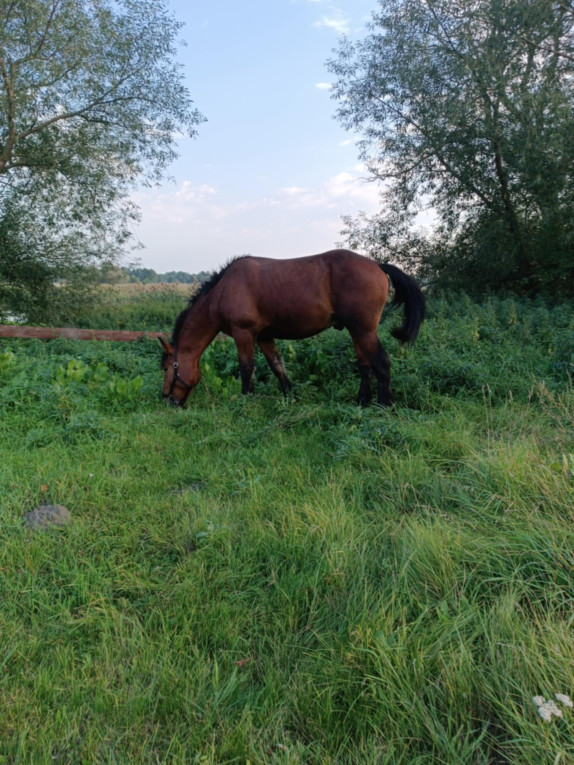 2.5 roczny ogier zimnokrw...