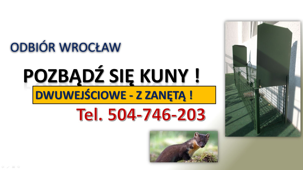 Żywołapka na kuny, cena,...