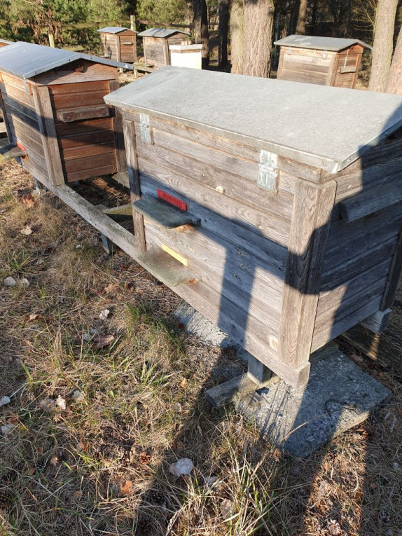 ULE Z PSZCZOŁAMI WARSZAWS...