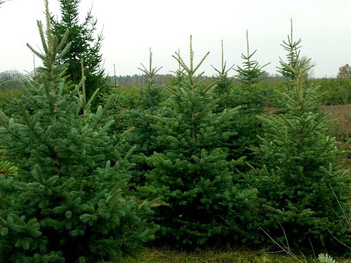 Choinki, świerk. Żywa Cho...