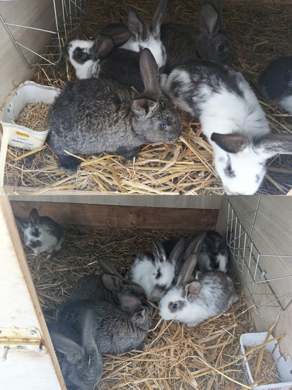 Sprzedam króliki 