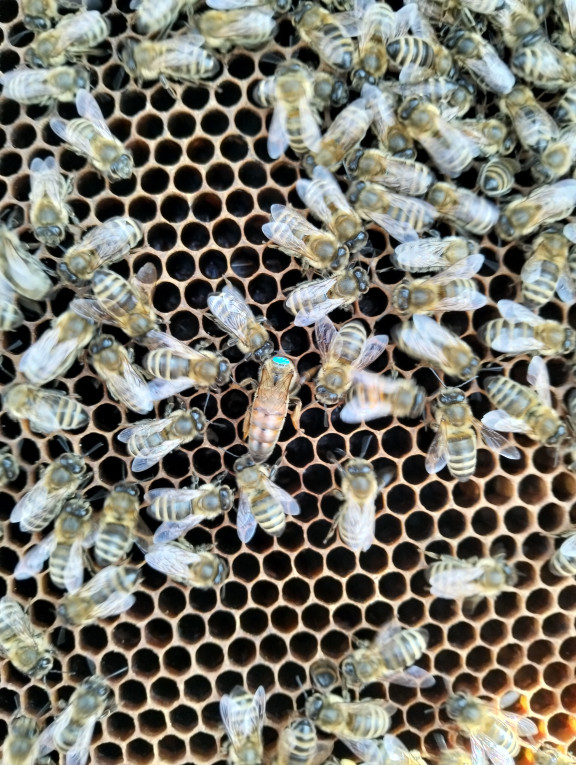 Pszczoły, rodziny pszczel...