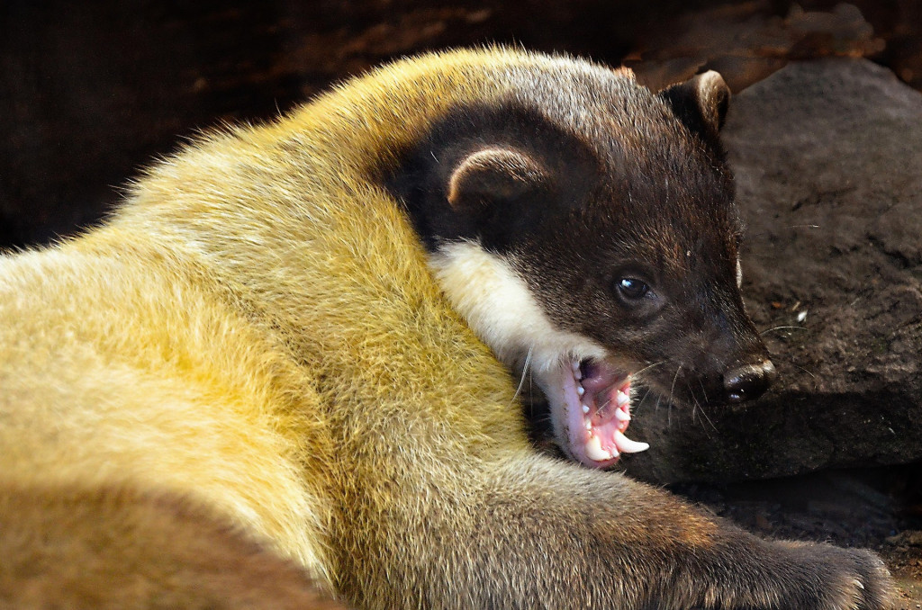 Wycena szkody po kunach,...