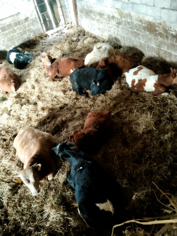 Byczki do dalszego chowu 