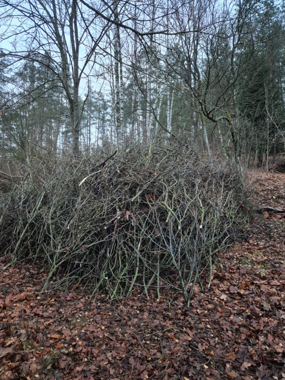 Gałęzie oddam 