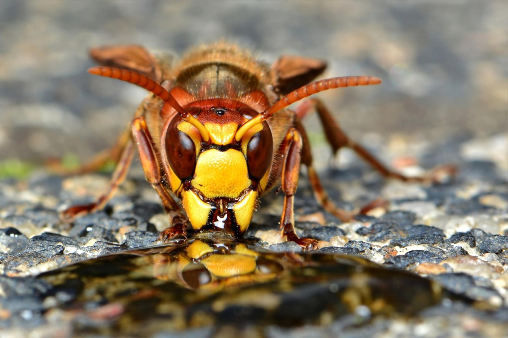 Usunięcie os, gniazda, sz...