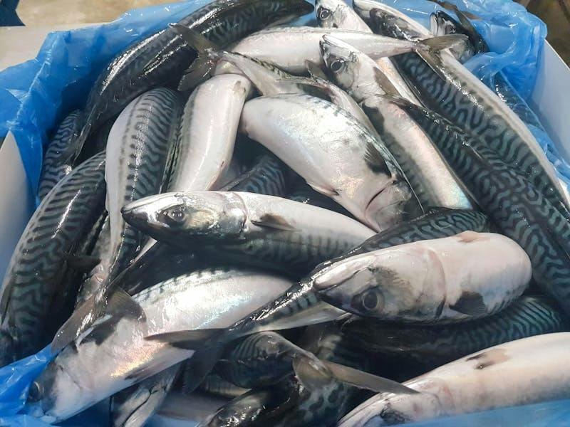 Frozen Atlantic Mackerel...