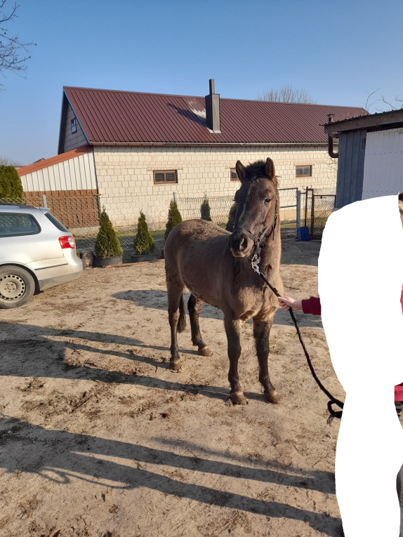 Remigo ogier i Diego - og...