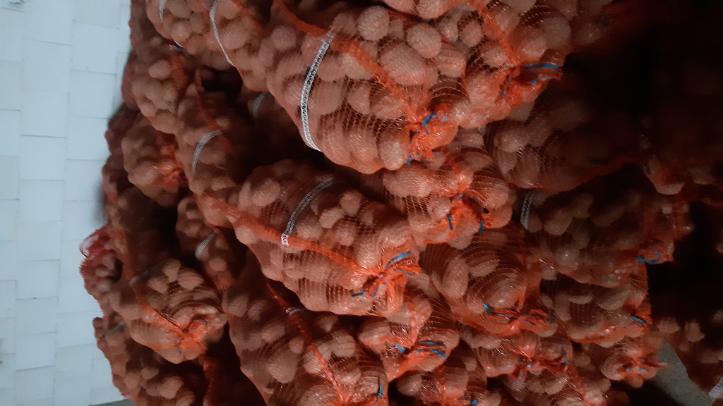 Ziemniaki jadalne Bellaro...