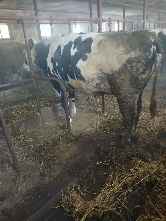 Jałówka wysokocielna